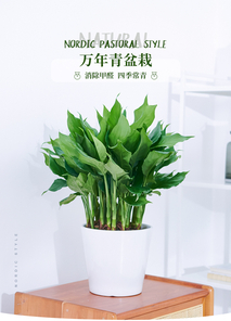 鄞州花卉租摆哪家好?揭秘优质选择!><div class=