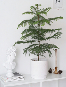 震惊！镇海绿植出租价格背后竟藏着这些秘密！