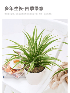 鄞州植物租摆公司，用绿植装扮您的每一寸空间！