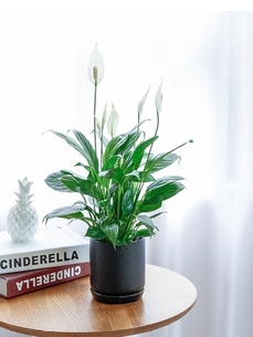 “鄞州盆景租摆方案大揭秘，打造独特空间氛围验